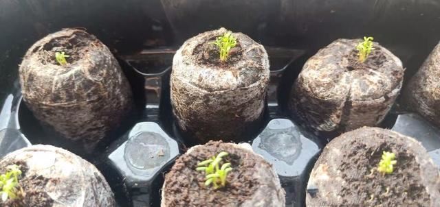 从一粒种子，到一个满天星花球，新手实战全攻略