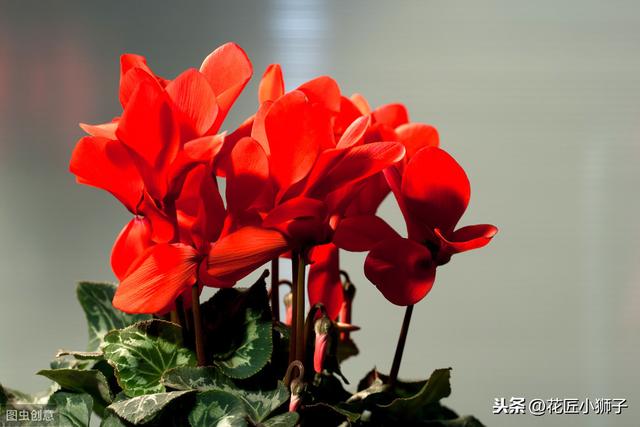 了解仙客来的繁殖栽培管理技术，叶片光亮，花蕾繁茂开花鲜艳