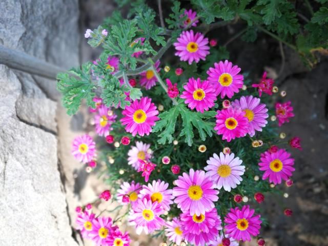 木春菊容易长成花球，一年摘两次心，开花爆盆，四季开不停