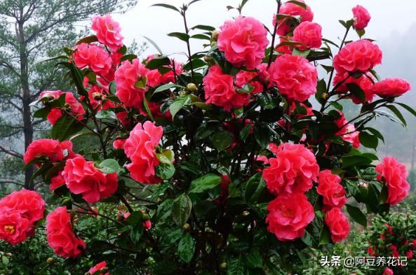 家养茶花，失败"2次"后，总结"3点"技巧，枝繁花盛，趁早掌握