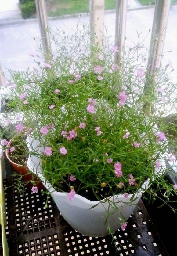 从一粒种子，到一个满天星花球，新手实战全攻略