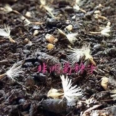 春播非洲菊，做好这3点，非洲菊长势旺盛，花开艳丽令人醉