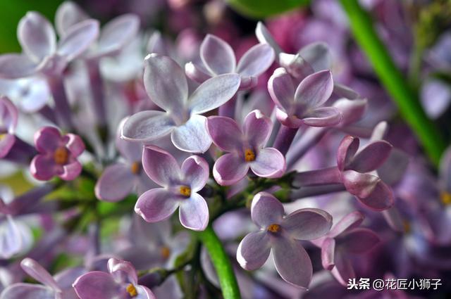 了解丁香花的繁殖管理方法，使它的叶片厚质，花序硕大，花味芳香