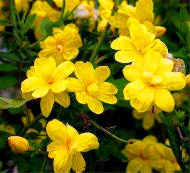 这种花人称“迎夏”，花朵清新雅致，比迎春花还美，1盆开上千朵