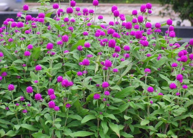 这花名叫“千日红”，真能“千日”不败开花红火吗？其实别有玄机
