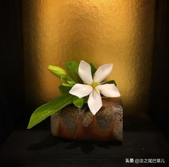 养栀子花有窍门，做到这几点花朵又大又香甜