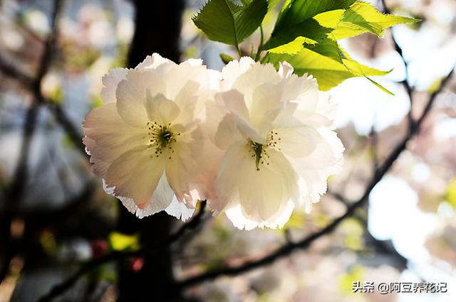 家养茶花，失败"2次"后，总结"3点"技巧，枝繁花盛，趁早掌握