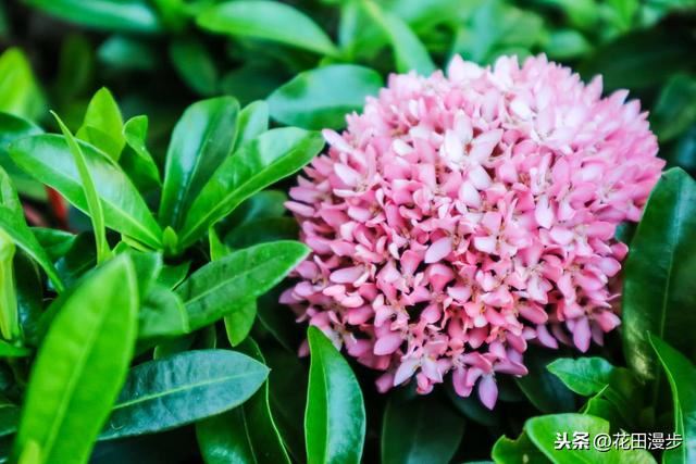 龙船花，花色鲜艳养护简单，花团锦簇胜过绣球花，花期长达10个月