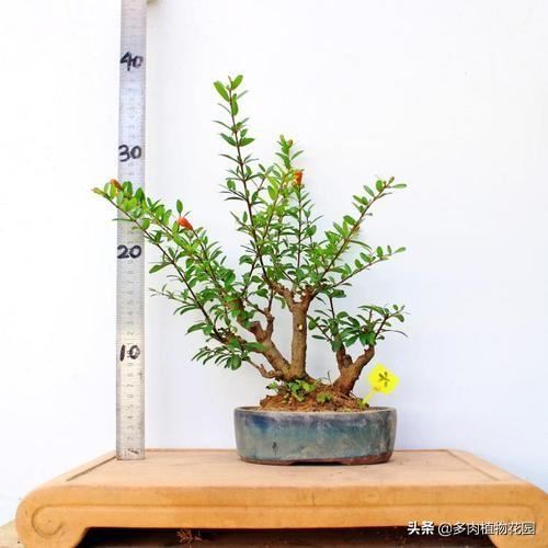 小叶石榴的养护方法，这样养护，开花多花期长