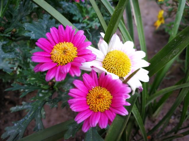 木春菊容易长成花球，一年摘两次心，开花爆盆，四季开不停