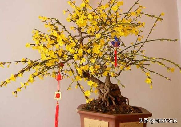 此花耐寒胜梅花，做好这"几点"，花开满树金黄，香、仙两全！