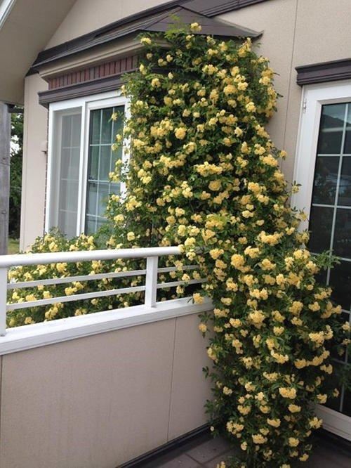 3种“爬墙花”养起来不亏，天暖开花成花墙，一点都不怕“翻车”