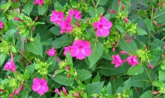 农村院子里，常栽种6种花，开花漂亮又好养