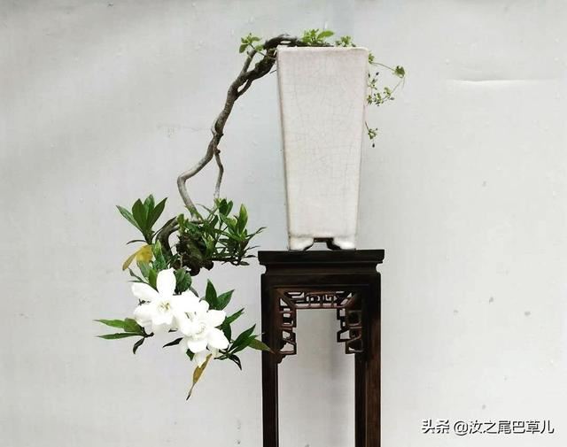 养栀子花有窍门，做到这几点花朵又大又香甜