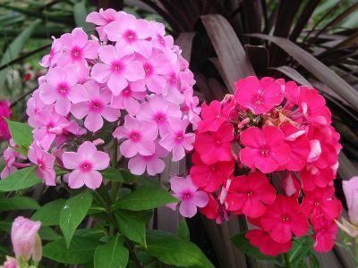 天蓝绣球开花却五彩斑斓？原名叫宿根福禄考，养着特有福气！