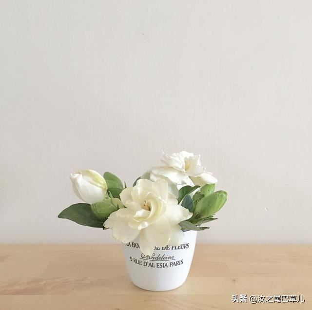 养栀子花有窍门，做到这几点花朵又大又香甜