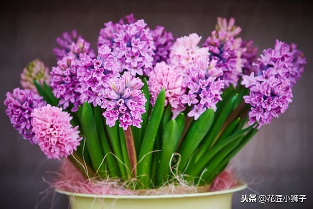 了解丁香花的繁殖管理方法，使它的叶片厚质，花序硕大，花味芳香