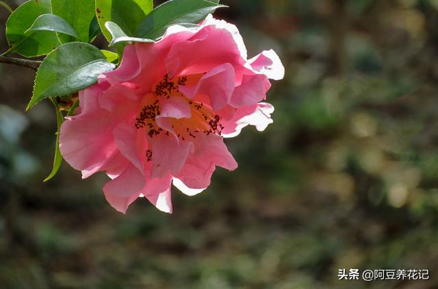 家养茶花，失败"2次"后，总结"3点"技巧，枝繁花盛，趁早掌握