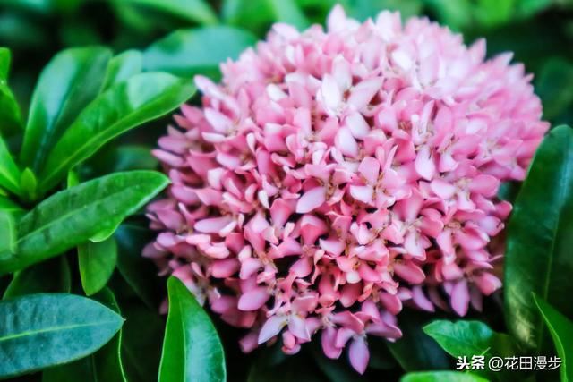 龙船花，花色鲜艳养护简单，花团锦簇胜过绣球花，花期长达10个月