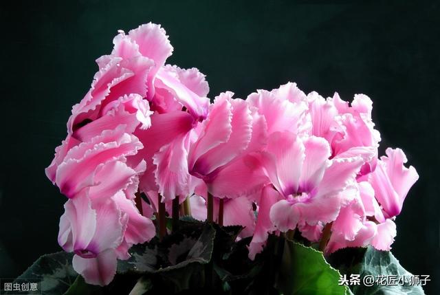了解仙客来的繁殖栽培管理技术，叶片光亮，花蕾繁茂开花鲜艳