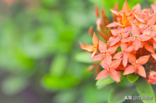 龙船花，花色鲜艳养护简单，花团锦簇胜过绣球花，花期长达10个月