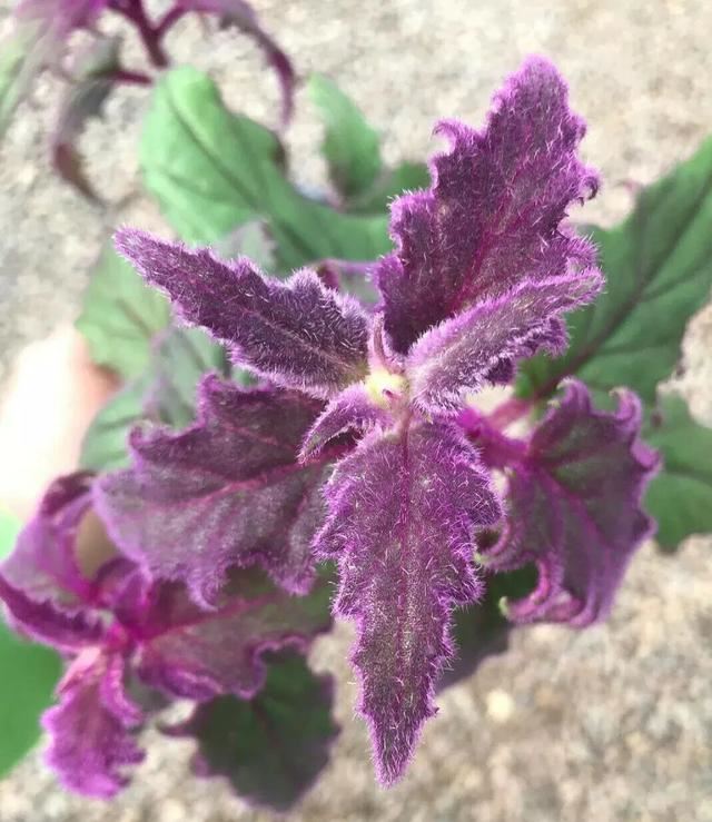 天生带滤镜的紫鹅绒，10多块一盆，花朵奇臭，我却爱上它了