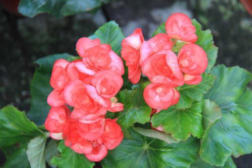 四季海棠这样养，繁花似锦