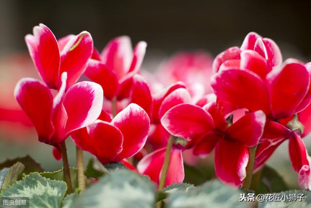 了解仙客来的繁殖栽培管理技术，叶片光亮，花蕾繁茂开花鲜艳