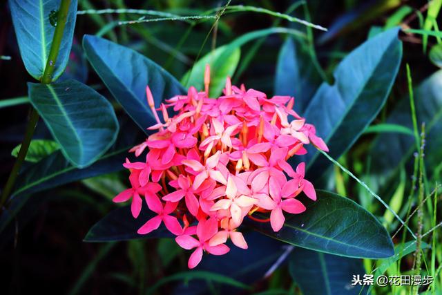 龙船花，花色鲜艳养护简单，花团锦簇胜过绣球花，花期长达10个月