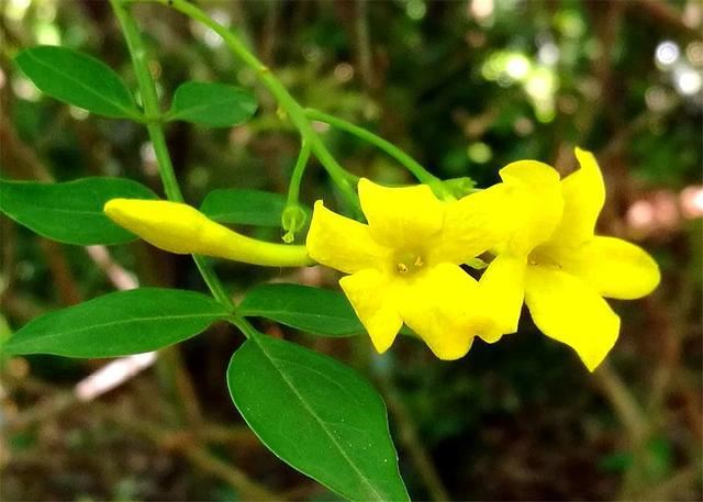 这种花人称“迎夏”，花朵清新雅致，比迎春花还美，1盆开上千朵