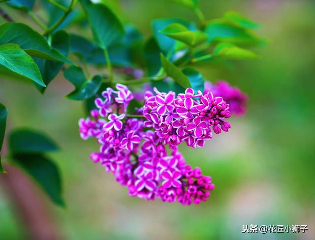 了解丁香花的繁殖管理方法，使它的叶片厚质，花序硕大，花味芳香