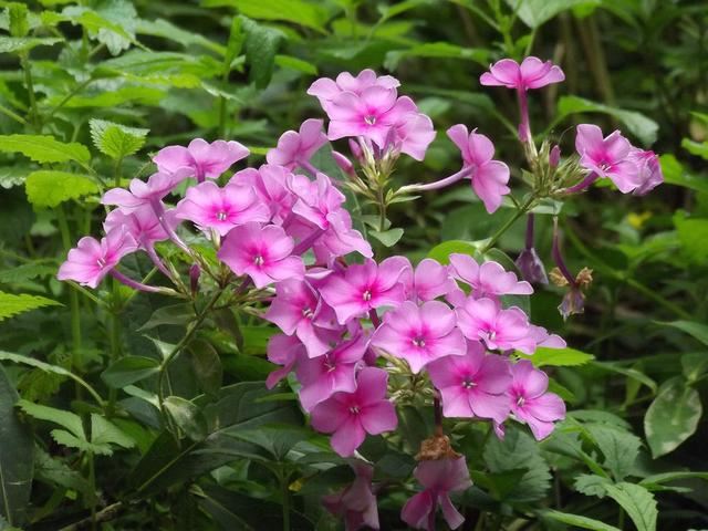 天蓝绣球开花却五彩斑斓？原名叫宿根福禄考，养着特有福气！