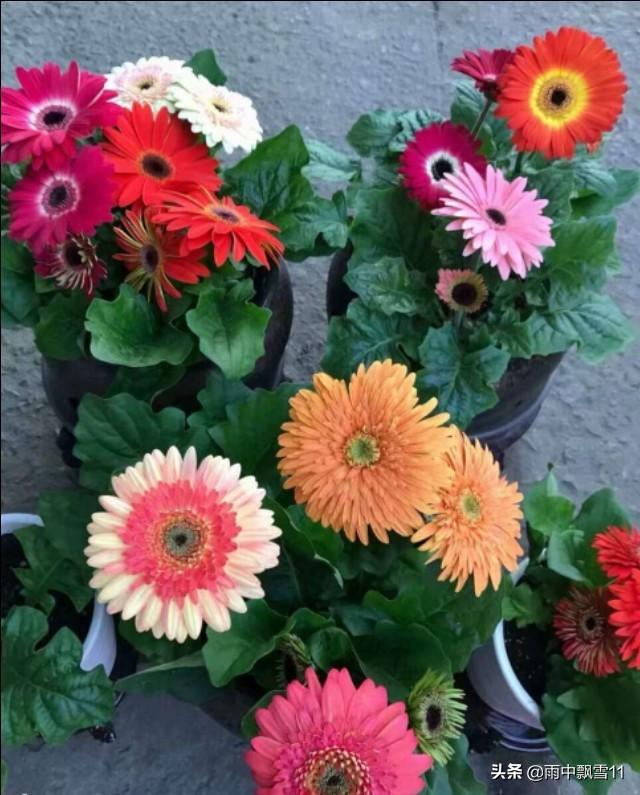 春播非洲菊，做好这3点，非洲菊长势旺盛，花开艳丽令人醉