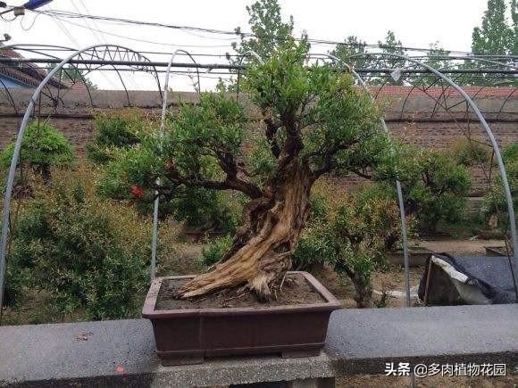 小叶石榴的养护方法，这样养护，开花多花期长