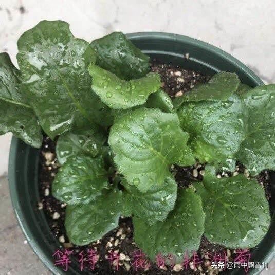 春播非洲菊，做好这3点，非洲菊长势旺盛，花开艳丽令人醉