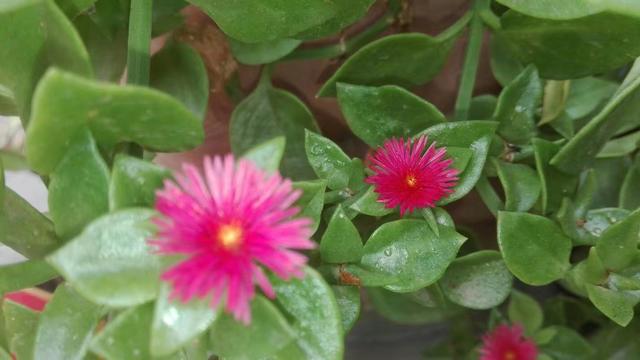 夏天牡丹吊兰不开花？搞懂原因再管理，开花爆盆很简单