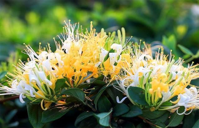 这种野花，农村夏季必备，2株就能打造1面花墙，香气浓郁开花美