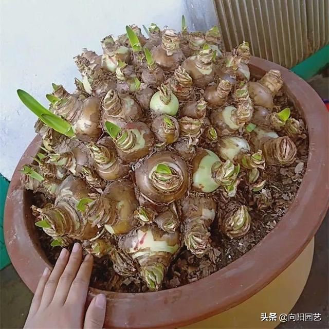 朱顶红养成“小山”，水缸都长满了，爆了很多小崽子，真喜人