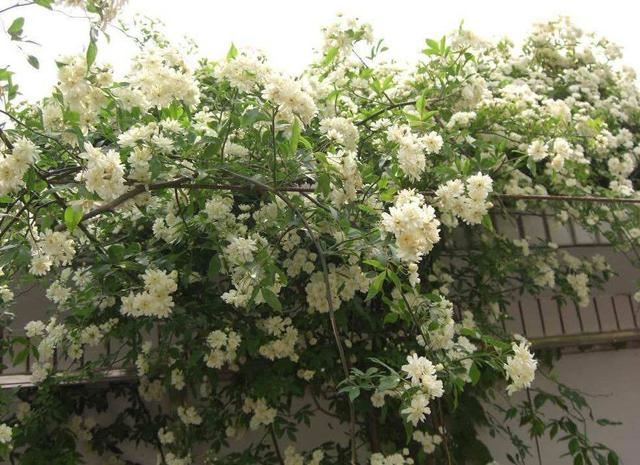 3种“爬墙花”养起来不亏，天暖开花成花墙，一点都不怕“翻车”