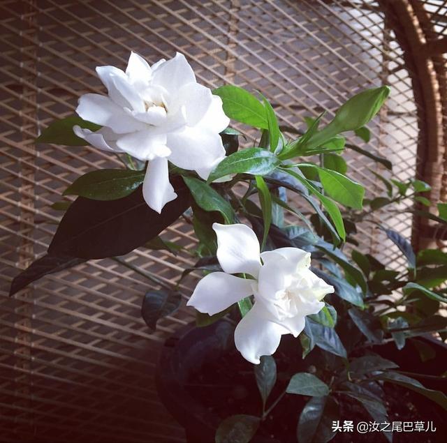 养栀子花有窍门，做到这几点花朵又大又香甜