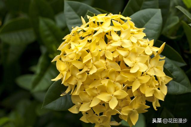 龙船花，花色鲜艳养护简单，花团锦簇胜过绣球花，花期长达10个月