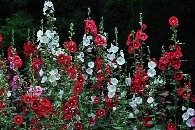 天气变暖,农村墙根的花池,种植这些花卉,管理简单花开不断 天气变暖,农村墙根的花池,种植这些花卉,管理简单花开不断