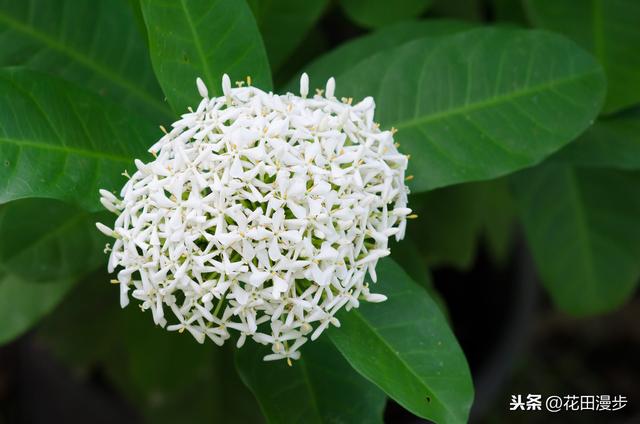 龙船花，花色鲜艳养护简单，花团锦簇胜过绣球花，花期长达10个月