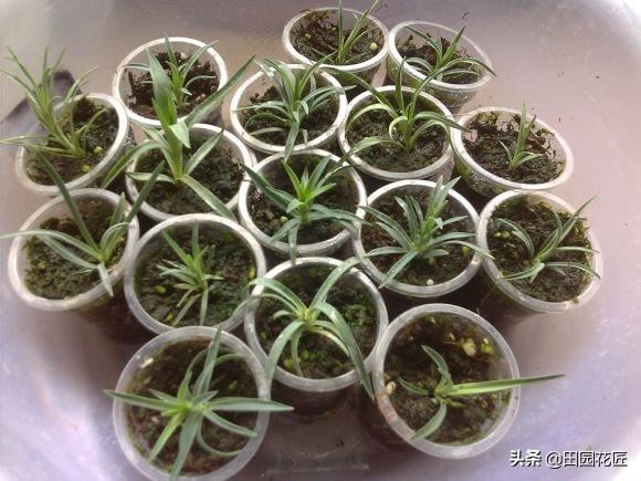康乃馨夏季黄叶、烂根、消苞，红蜘蛛频发？原来这6个要点没做好