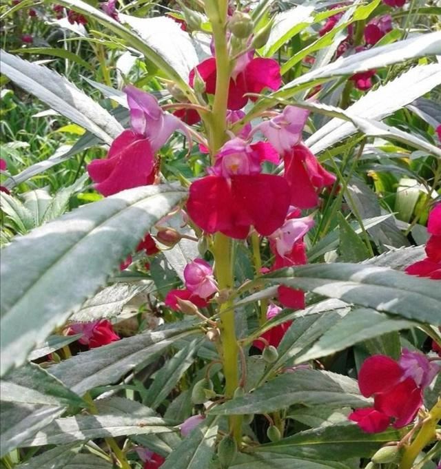 农村院子里，常栽种6种花，开花漂亮又好养