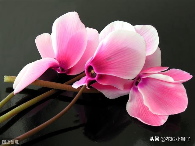 了解仙客来的繁殖栽培管理技术，叶片光亮，花蕾繁茂开花鲜艳