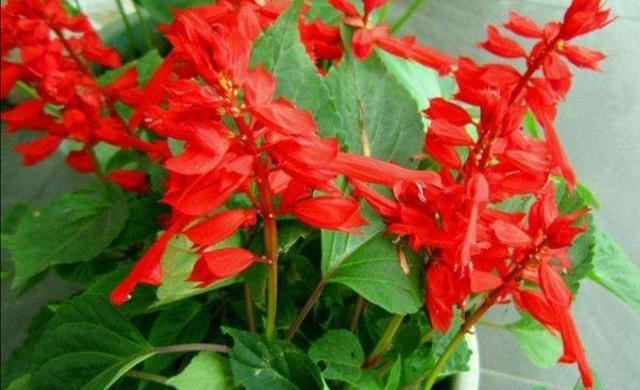 农村院子里，常栽种6种花，开花漂亮又好养