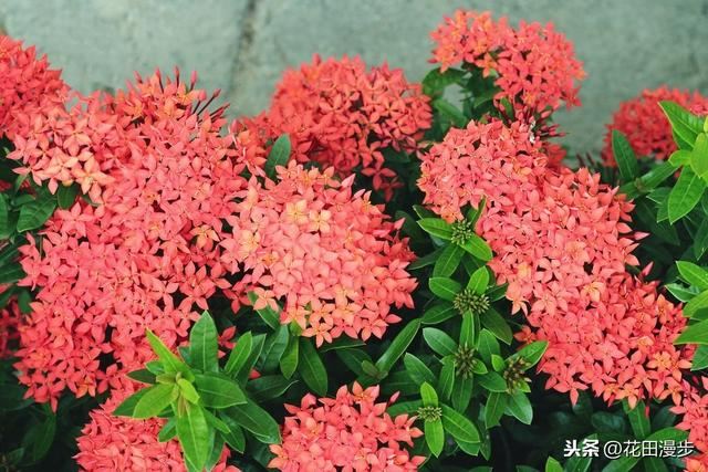 龙船花，花色鲜艳养护简单，花团锦簇胜过绣球花，花期长达10个月