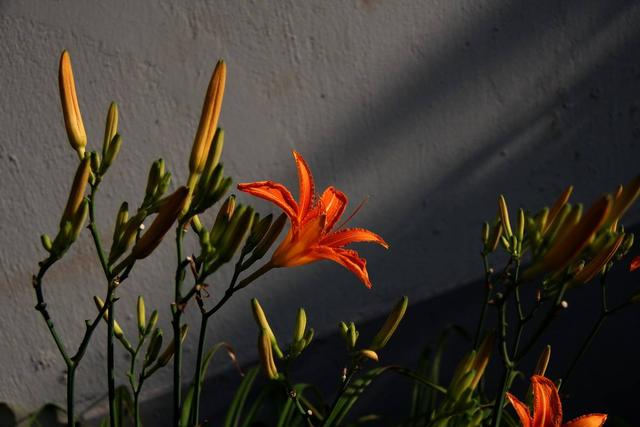 天气变暖,农村墙根的花池,种植这些花卉,管理简单花开不断 天气变暖,农村墙根的花池,种植这些花卉,管理简单花开不断