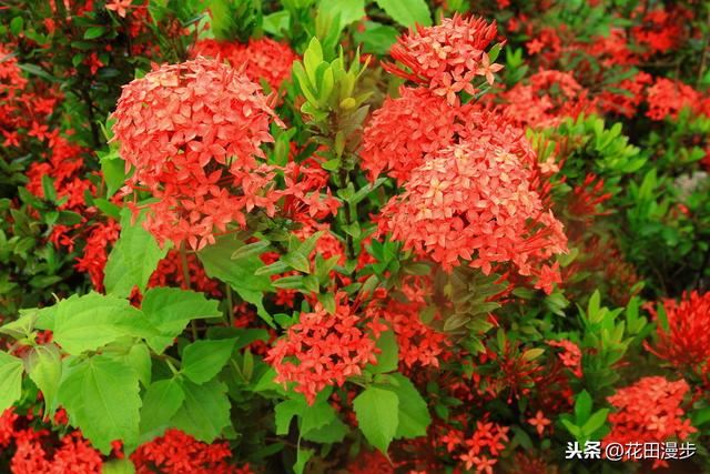 龙船花，花色鲜艳养护简单，花团锦簇胜过绣球花，花期长达10个月